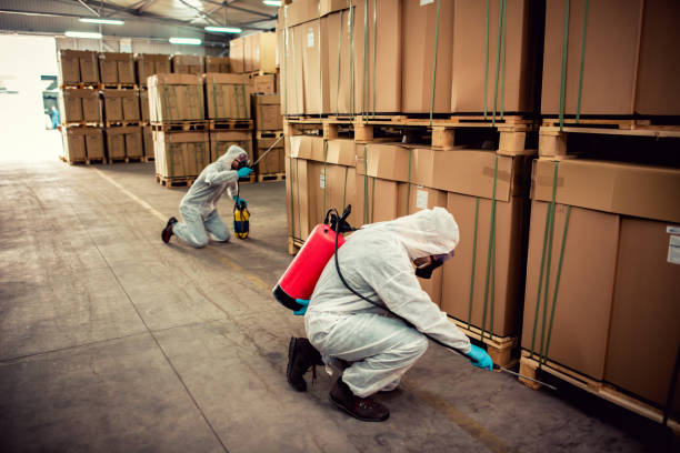 Best Termite Control Services  in Bridgeton, MO