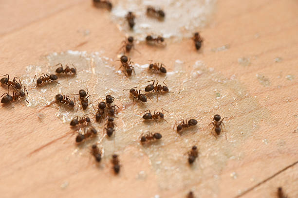 Best Flea Control Services  in Bridgeton, MO