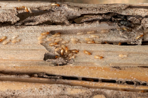 Best Pest Prevention Services  in Bridgeton, MO